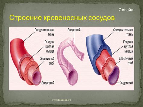 Общая длина кровеносных сосудов в организме человека