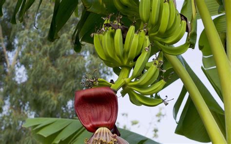 Банан это ягода или фрукт