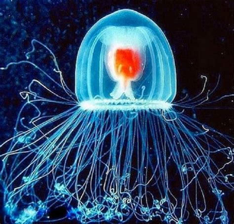 Бессмертная медуза