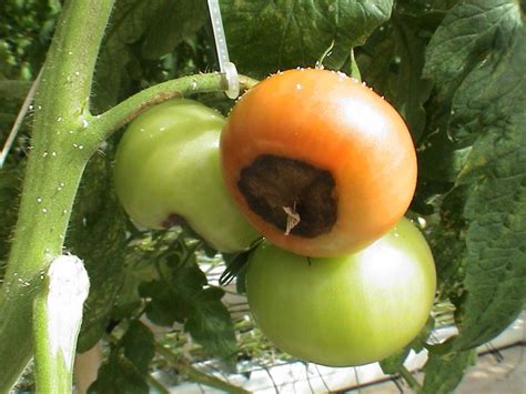 Болезни томатов фото