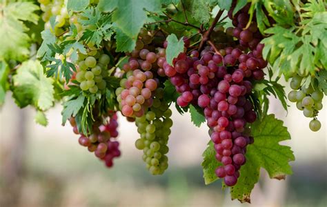 Виноград это фрукт или ягода
