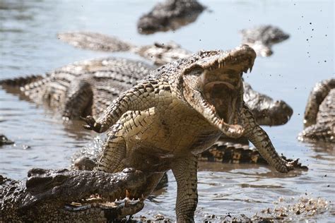 К чему снятся крокодилы