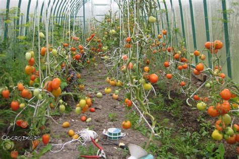 Как подвязывать помидоры в теплице
