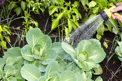 Как поливать капусту в открытом грунте и сколько раз