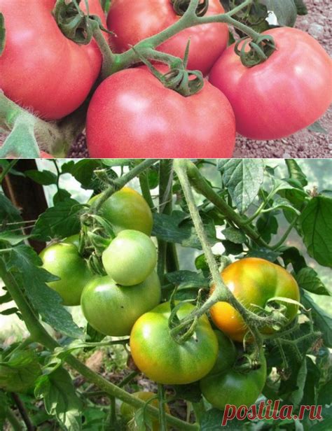 Как ускорить созревание томатов в открытом грунте