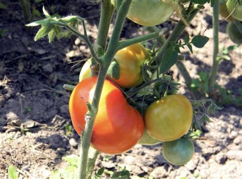 Как ускорить созревание томатов в открытом грунте