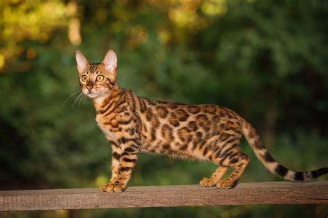 Леопардовые кошки