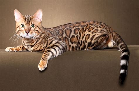 Леопардовые кошки