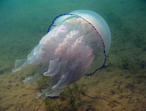 Медузы в черном море