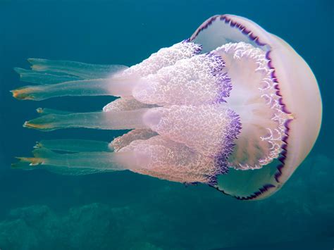 Медузы в черном море