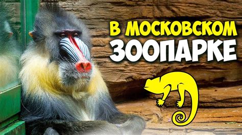 Московский зоопарк цены на билеты
