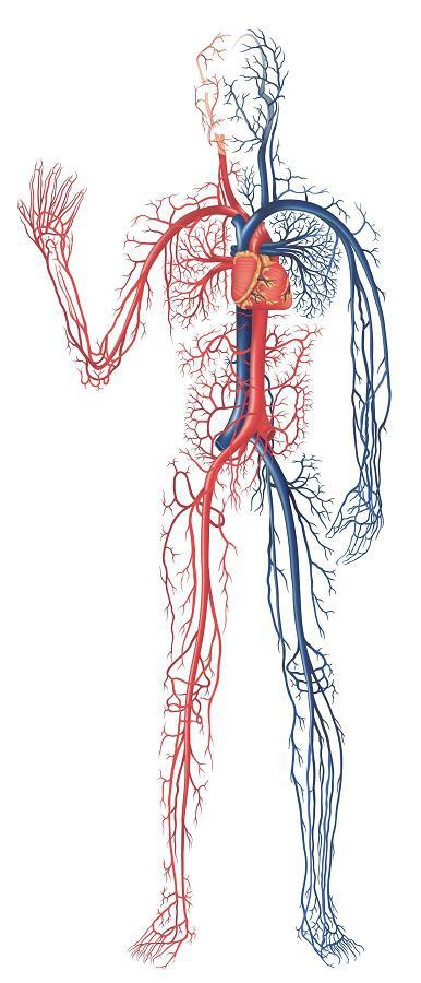 Общая длина кровеносных сосудов в организме человека