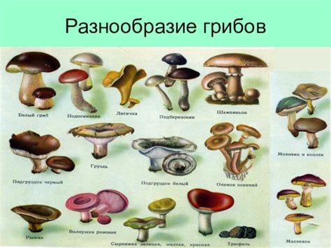 Определить гриб по фото