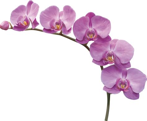 Орхидеи на авито по россии