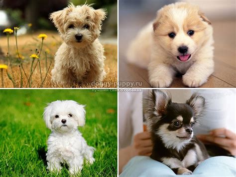 Породы маленьких собак с фотографиями и названиями