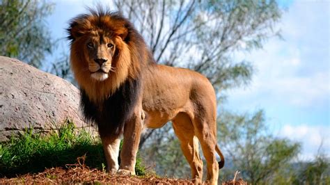 Почему лев царь зверей