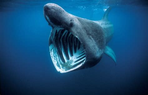 Самая крупная акула в мире