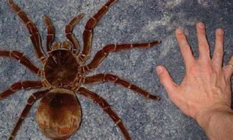 Самый большой паук
