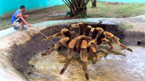 Самый большой паук