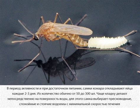 Сколько живут комары в квартире