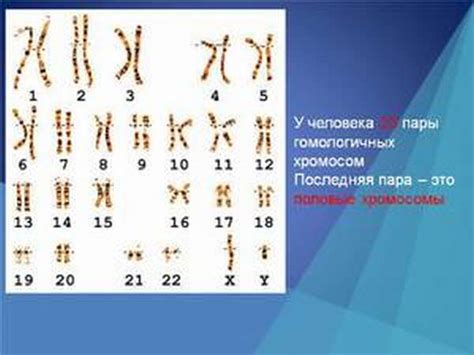 Сколько хромосом у человека здорового