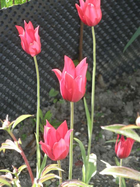 Турецкий тюльпан