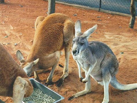 Чем питаются кенгуру