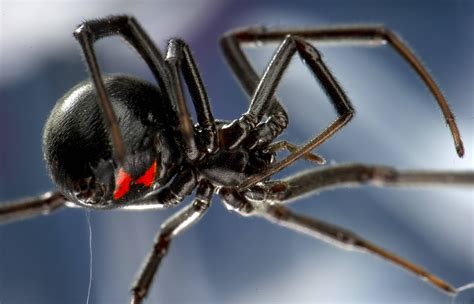 Черная вдова паук