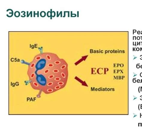 Эозинофильный катионный белок