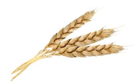 Бушель пшеницы в кг