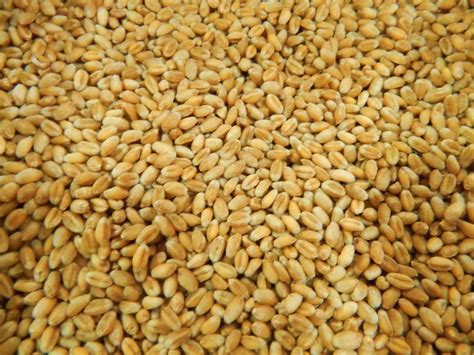 Бушель пшеницы в кг