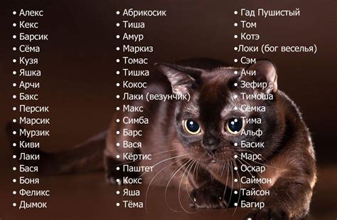 Как можно назвать кота