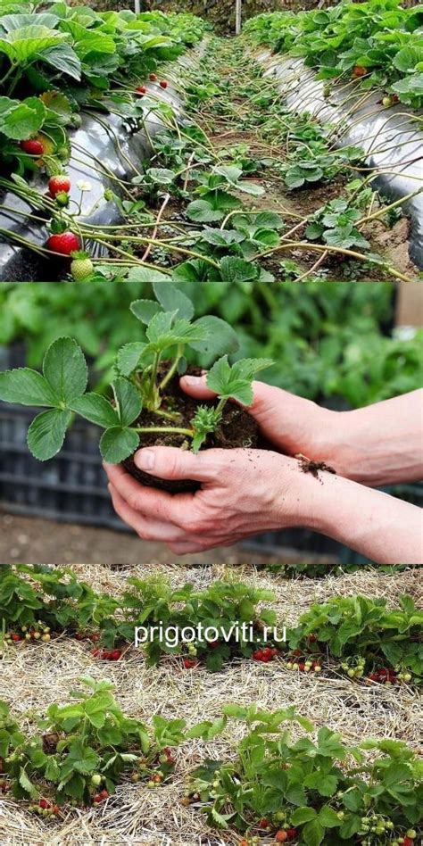 Как правильно посадить клубнику
