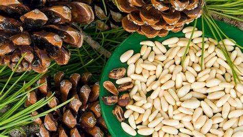 Кедровые орехи польза и вред для организма