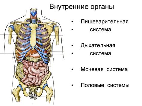 Расположение органов
