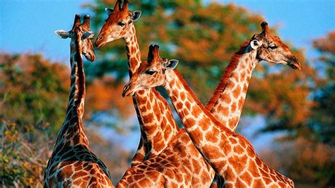 Сколько живут жирафы