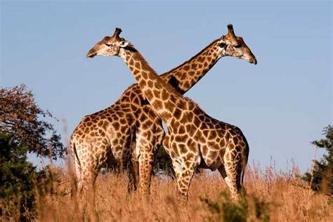 Сколько живут жирафы