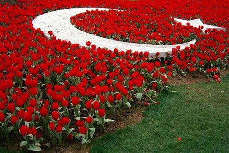 Турецкий тюльпан