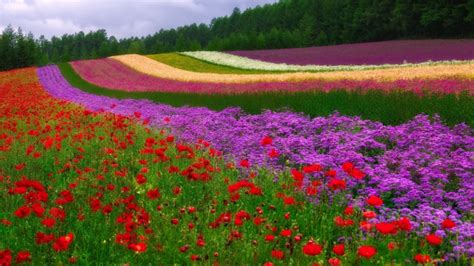 Цветочные поляны