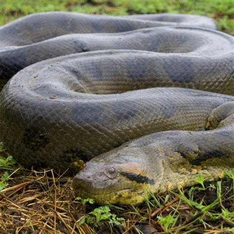Anaconda python
